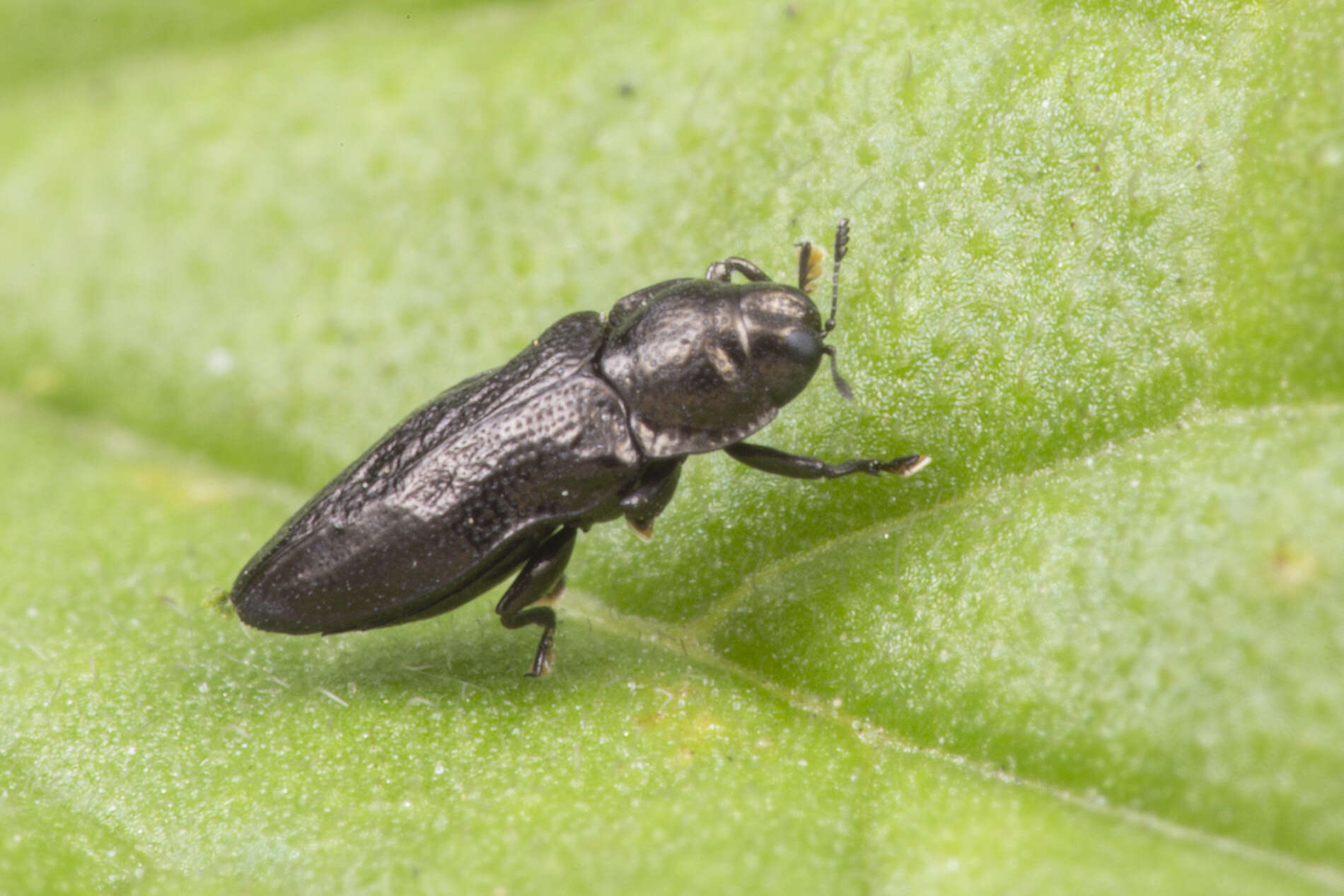 Imagem de Aphanisticus cochinchinae Obenberger 1924