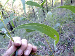 Слика од Acacia falcata Willd.