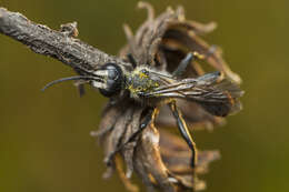 Sivun Prionyx canadensis (Provancher 1887) kuva