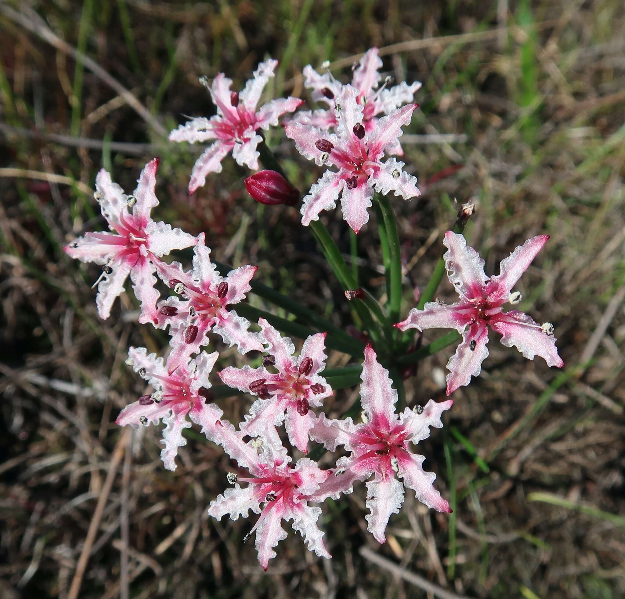 Image of Hessea undosa Snijman