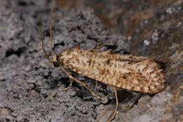 Image of Hapsifera luridella Zeller 1847