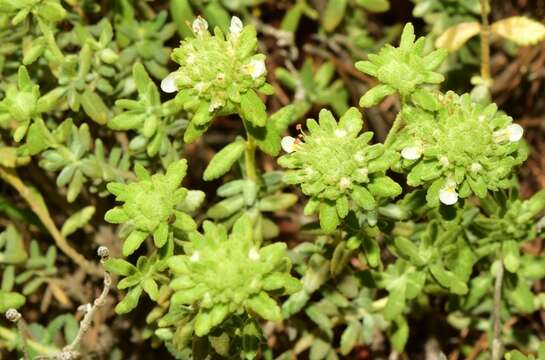 Image de Teucrium bicoloreum Pau ex Vicioso