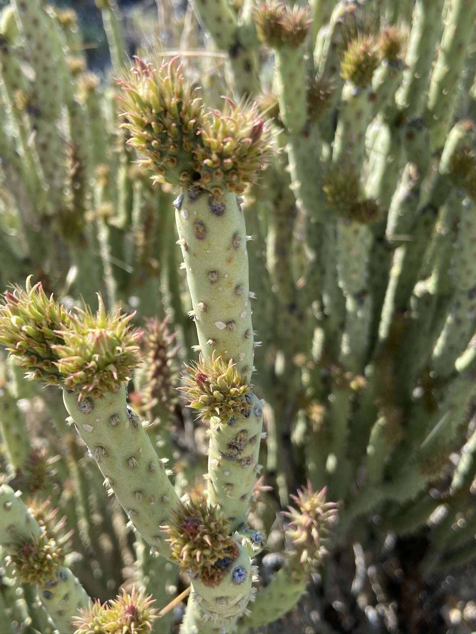 Sivun Cylindropuntia tesajo (Engelm. ex J. M. Coult.) F. M. Knuth kuva