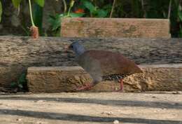 Image of Small-billed Tinamou