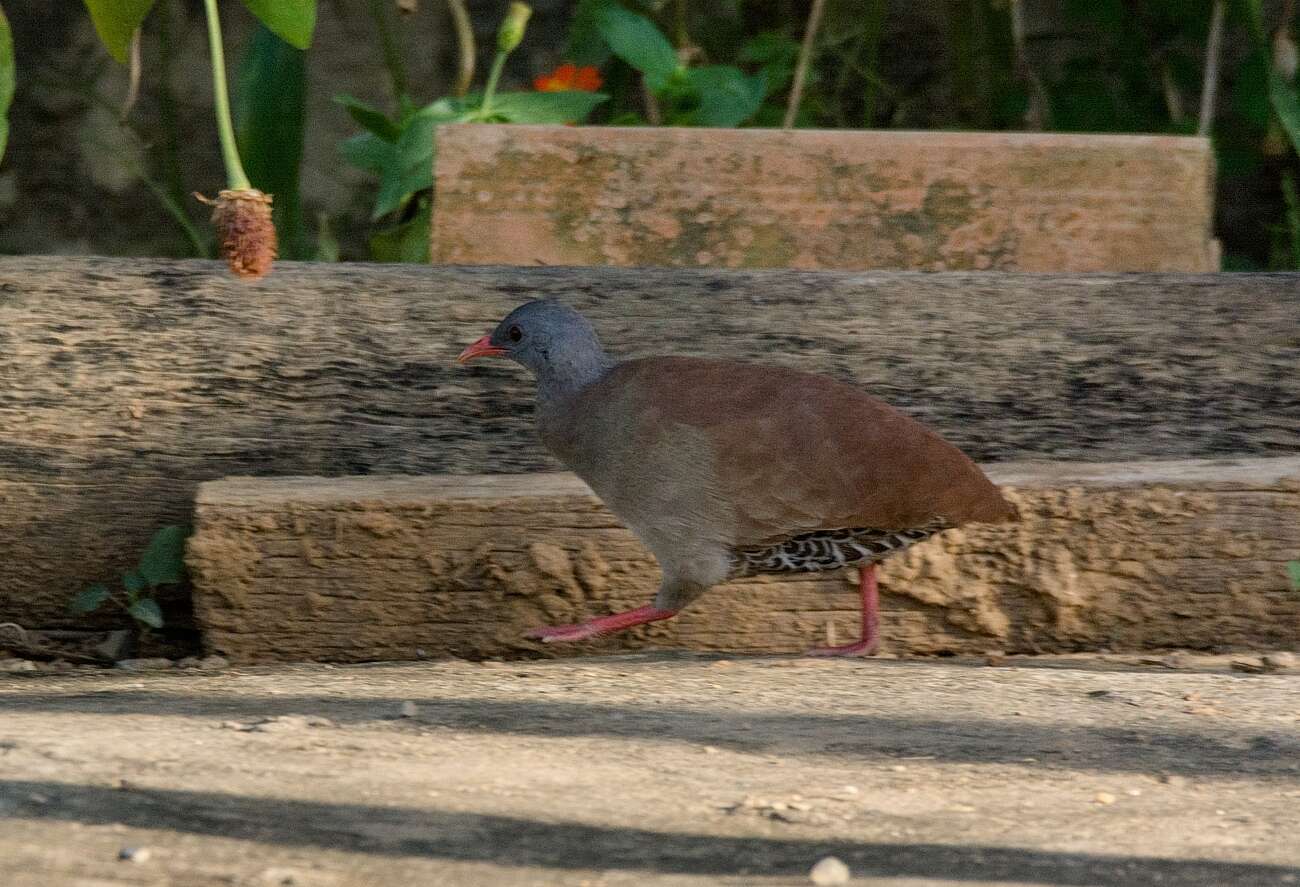 Image of Small-billed Tinamou