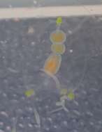 Image de Stauridiosarsia bicircella (Rees 1977)