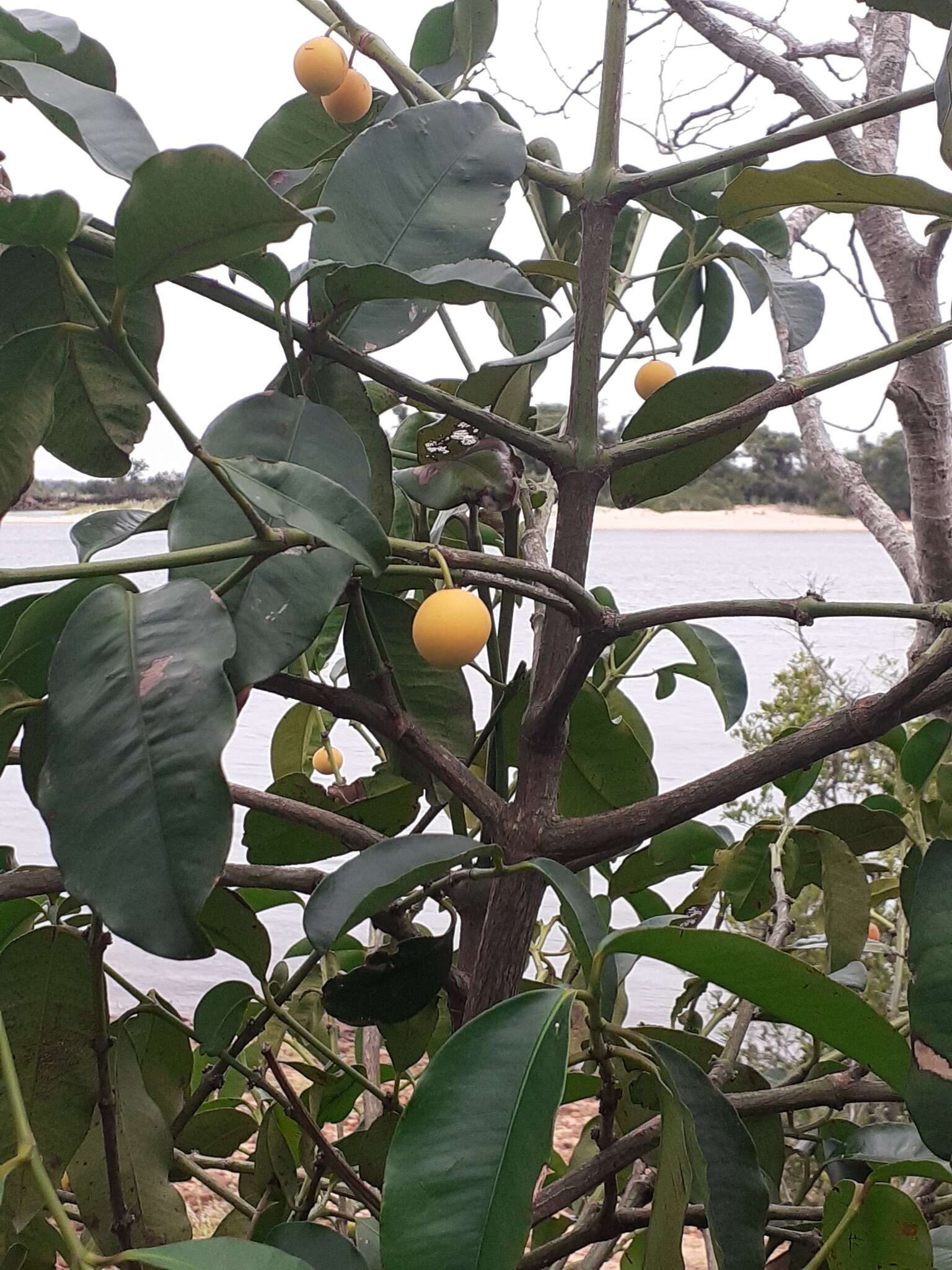 Image of Garcinia guacopary (S. Moore) M. Nee