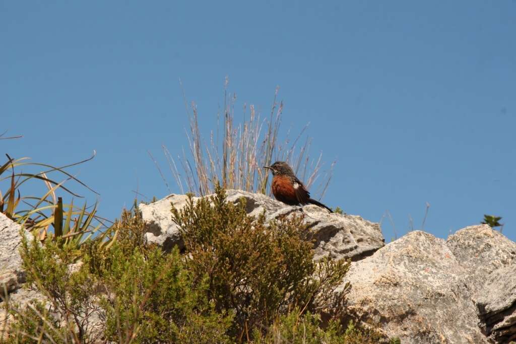 Image of Cape Rock-jumper