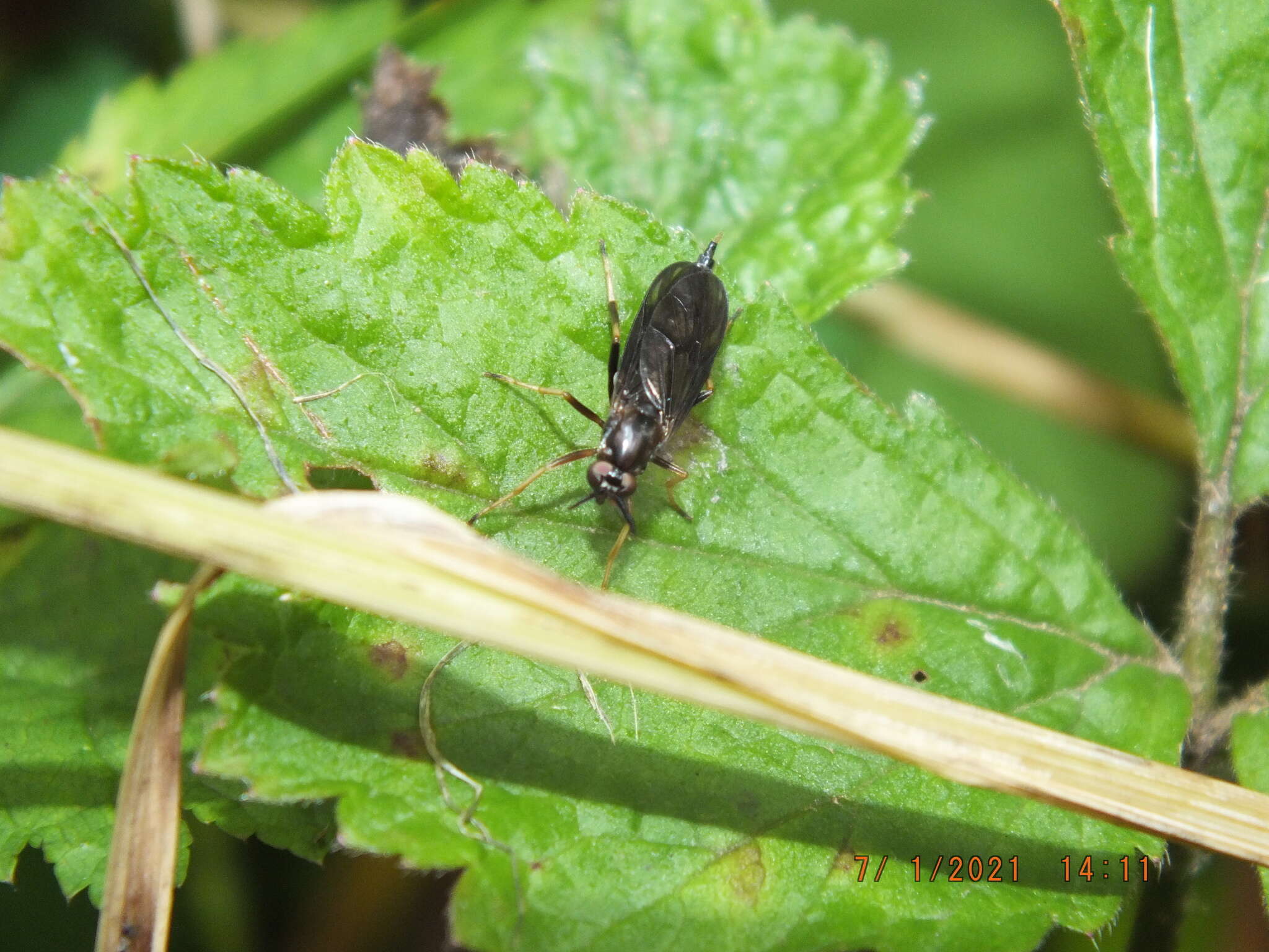 Image of Rachicerus obscuripennis (Loew 1863)