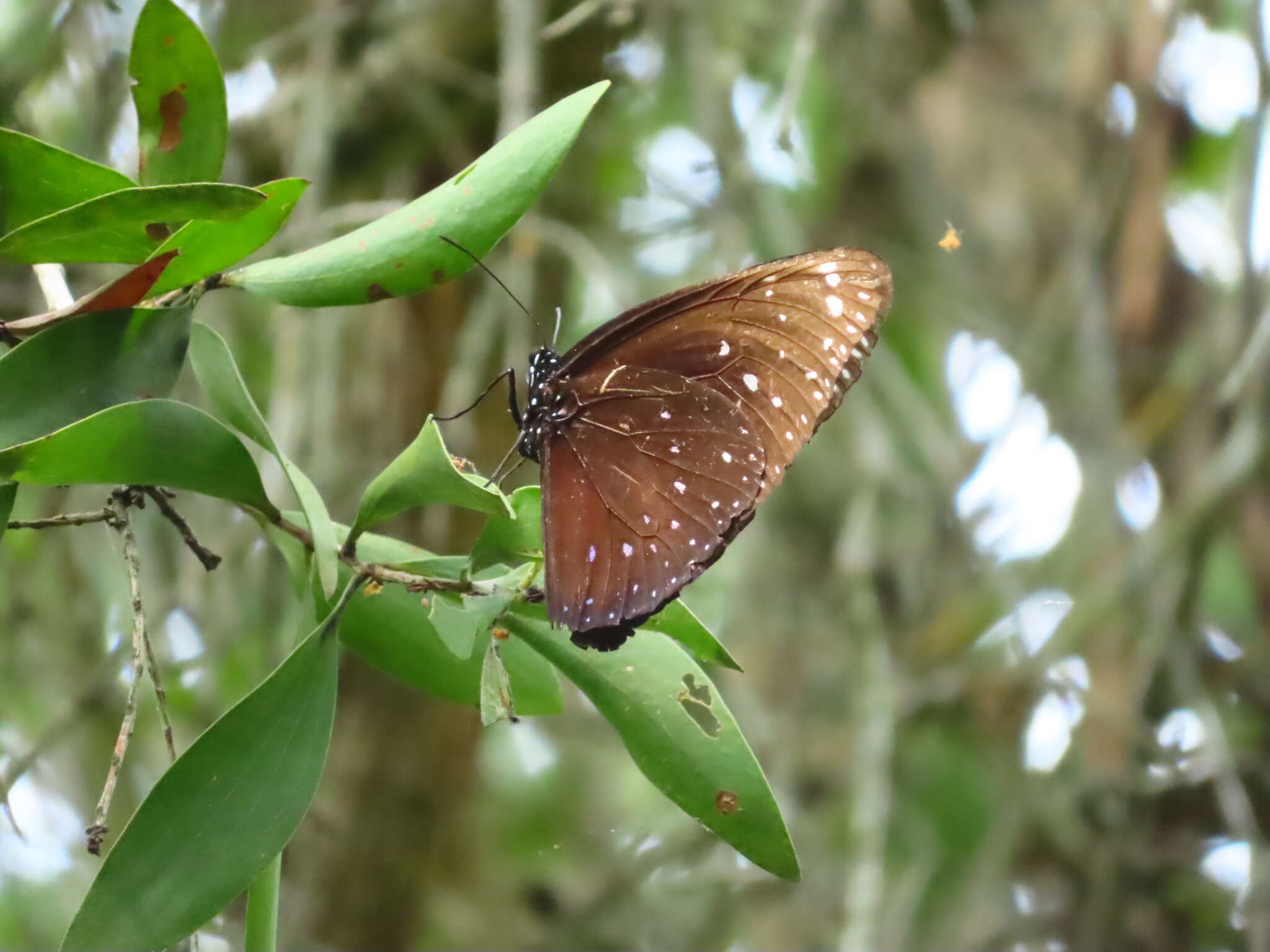 Euploea phaenareta Schaller 1785的圖片