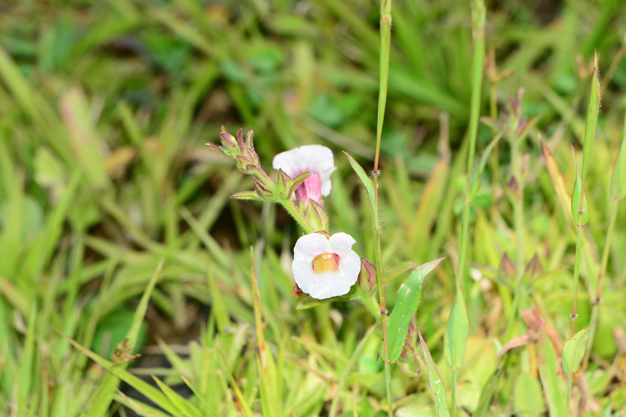 Image of Centranthera indica (L.) Gamble