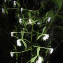 Image of Epidendrum paniculatum Ruiz & Pav.