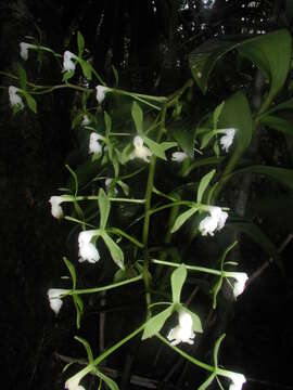 Image of Epidendrum paniculatum Ruiz & Pav.