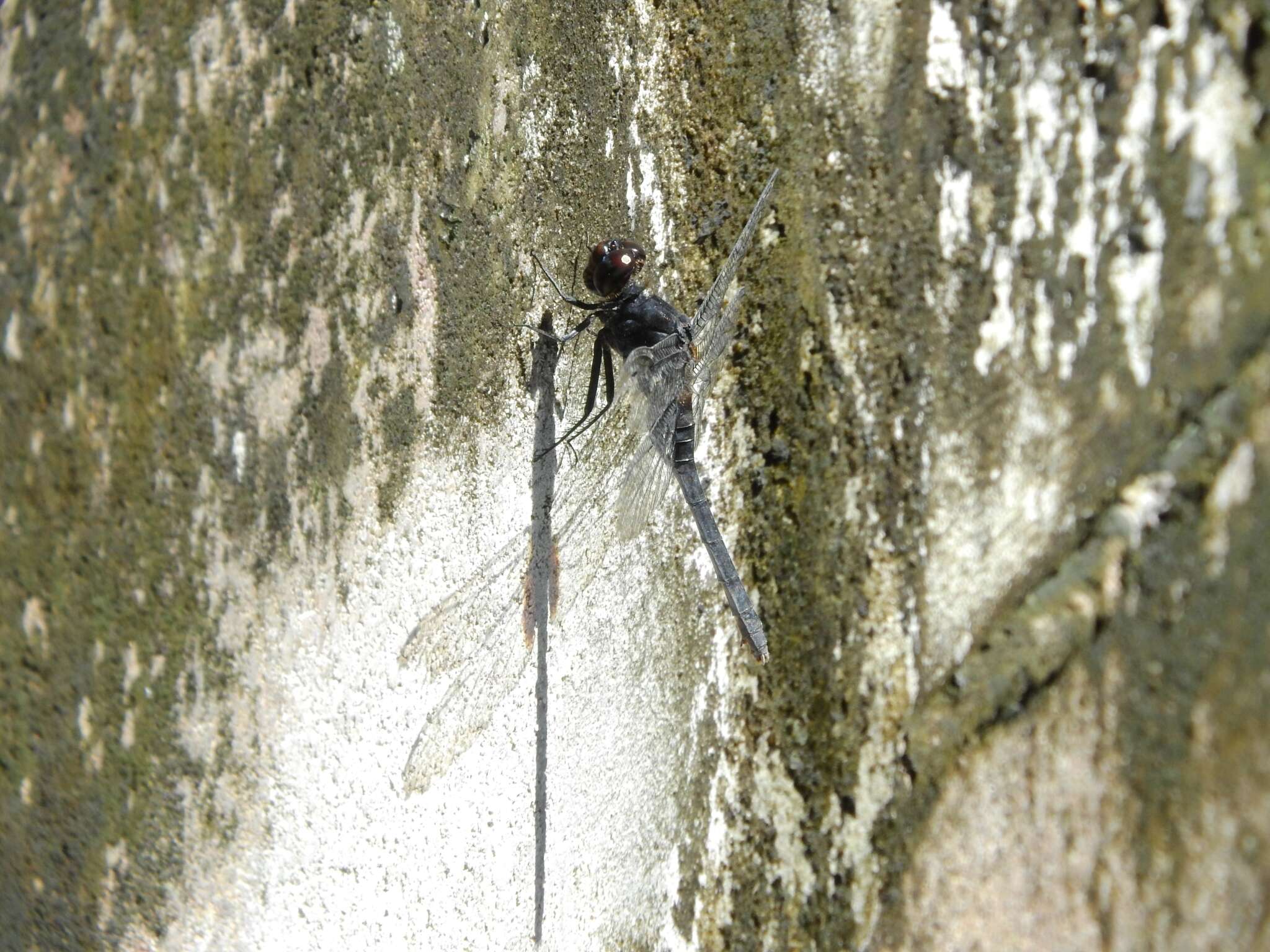 Image of Black Pondhawk