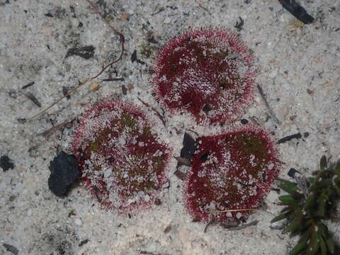 Image de Drosera magna