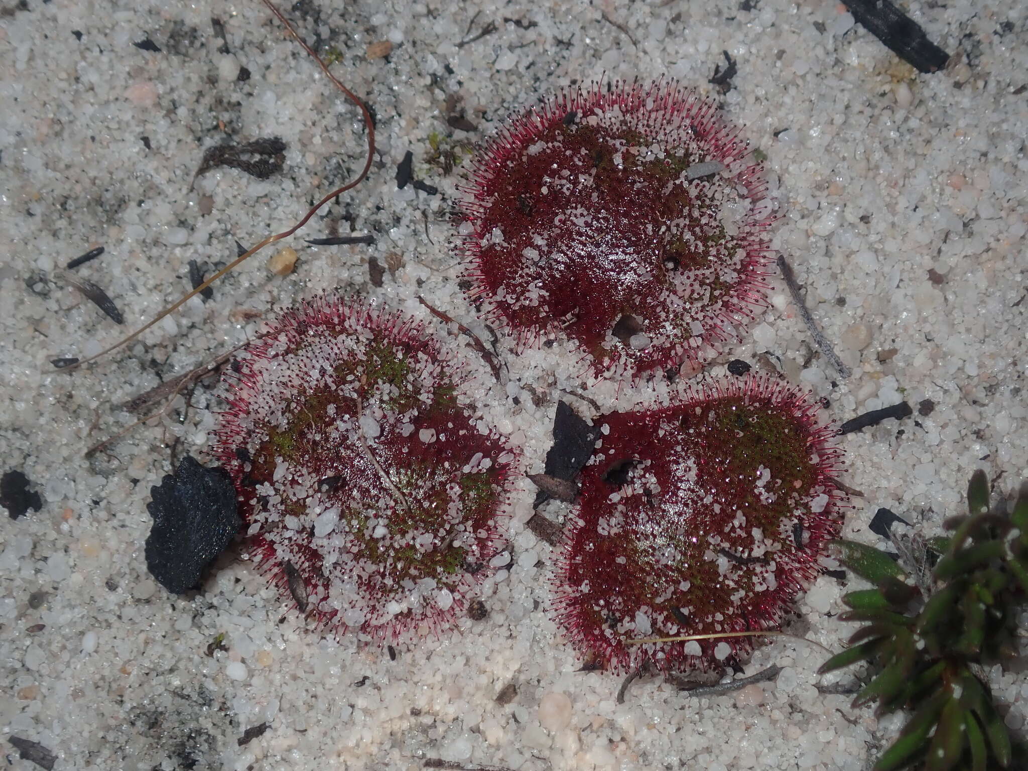 Image de Drosera magna