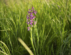 Anacamptis morio subsp. caucasica (K. Koch) H. Kretzschmar, Eccarius & H. Dietr. resmi