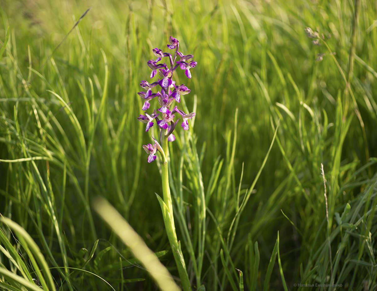 Anacamptis morio subsp. caucasica (K. Koch) H. Kretzschmar, Eccarius & H. Dietr. resmi