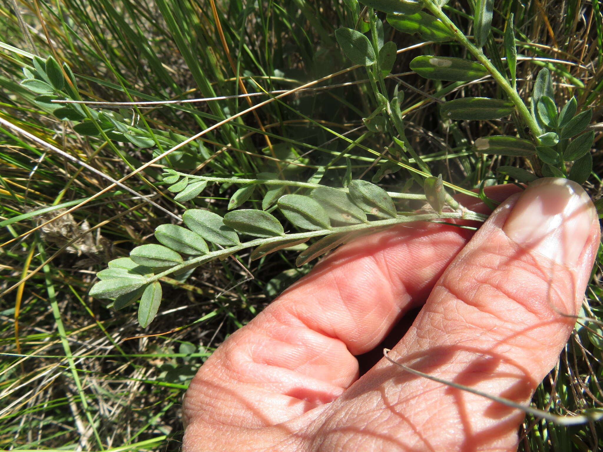 Image of prairie milkvetch