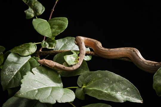 Image of Fiji Island Boa