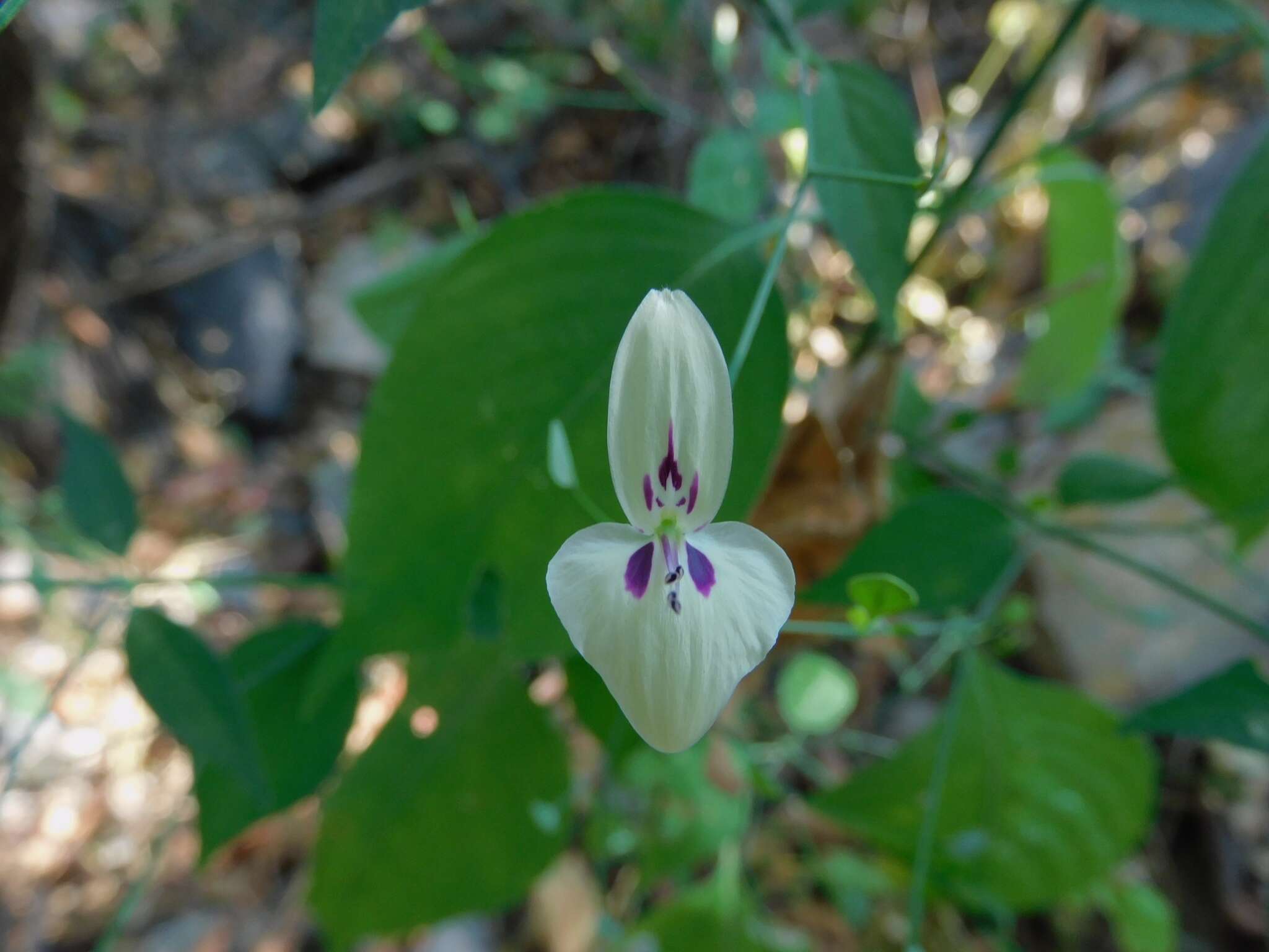 Image of Dicliptera thlaspioides Nees