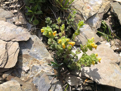 Imagem de Euphrasia nankotaizanensis Yamam.