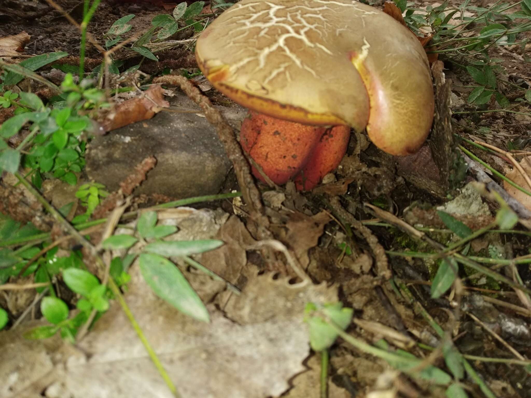 Image of Suillellus rubrosanguineus (Cheype) Blanco-Dios 2015