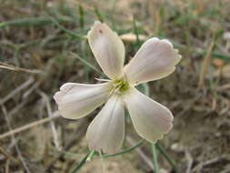 Image of Dianthus schemachensis Schischkin
