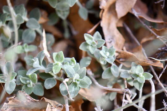 Image of softhair false pennyroyal