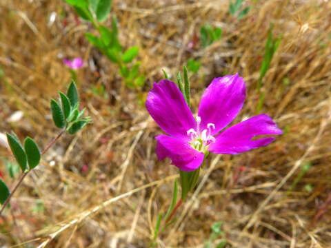 Image of winecup clarkia