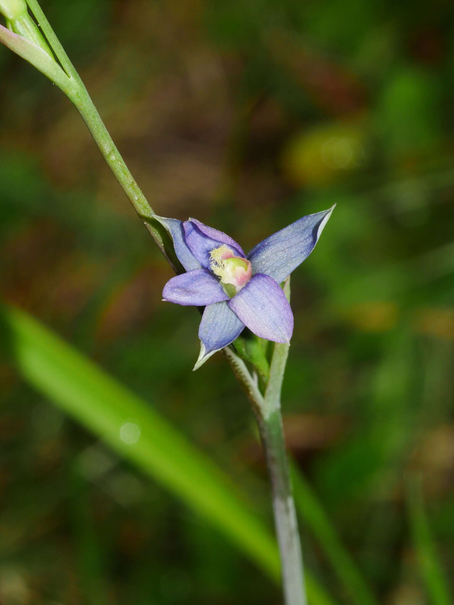 Image of Sun orchid