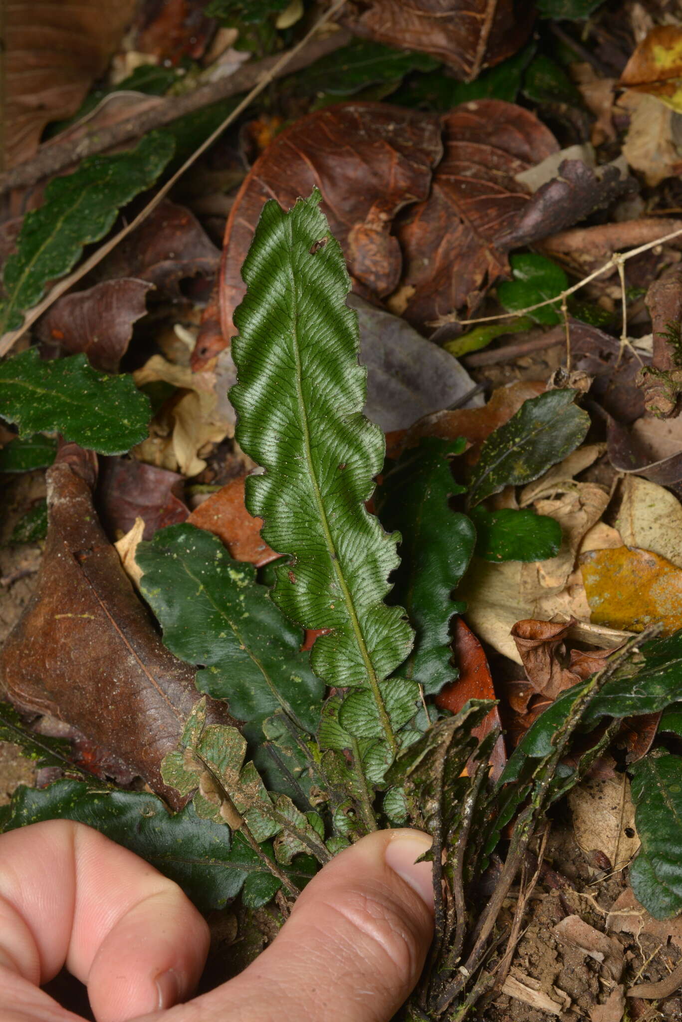 Image of Cranfillia opaca (Mett.) Gasper & V. A. O. Dittrich