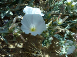 Слика од Convolvulus lanatus Vahl