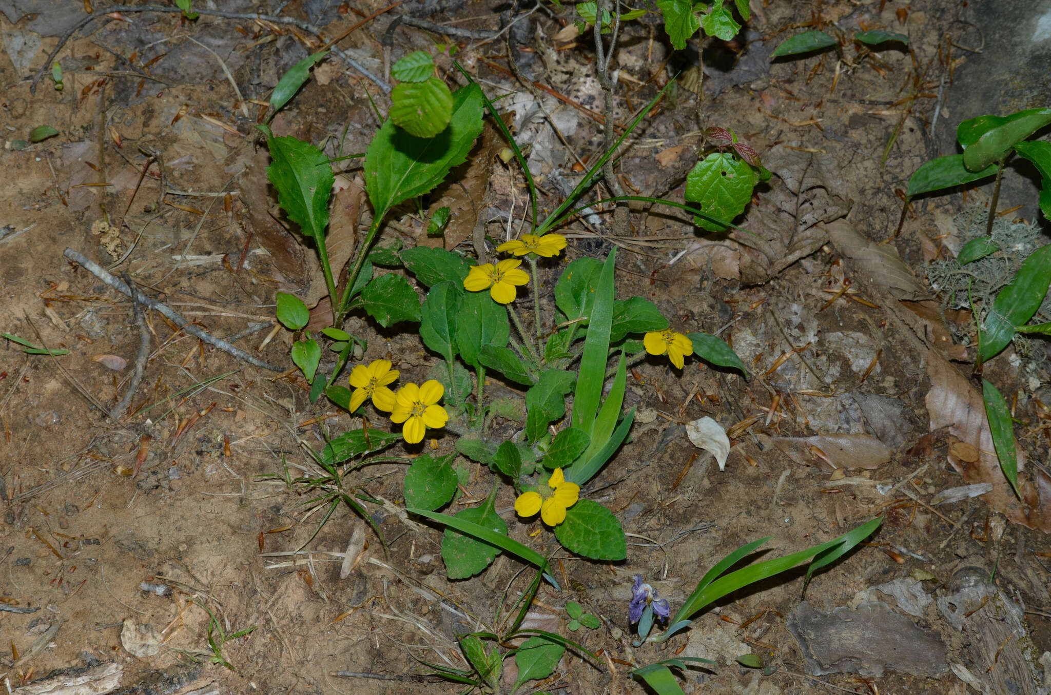 Image of chrysogonum