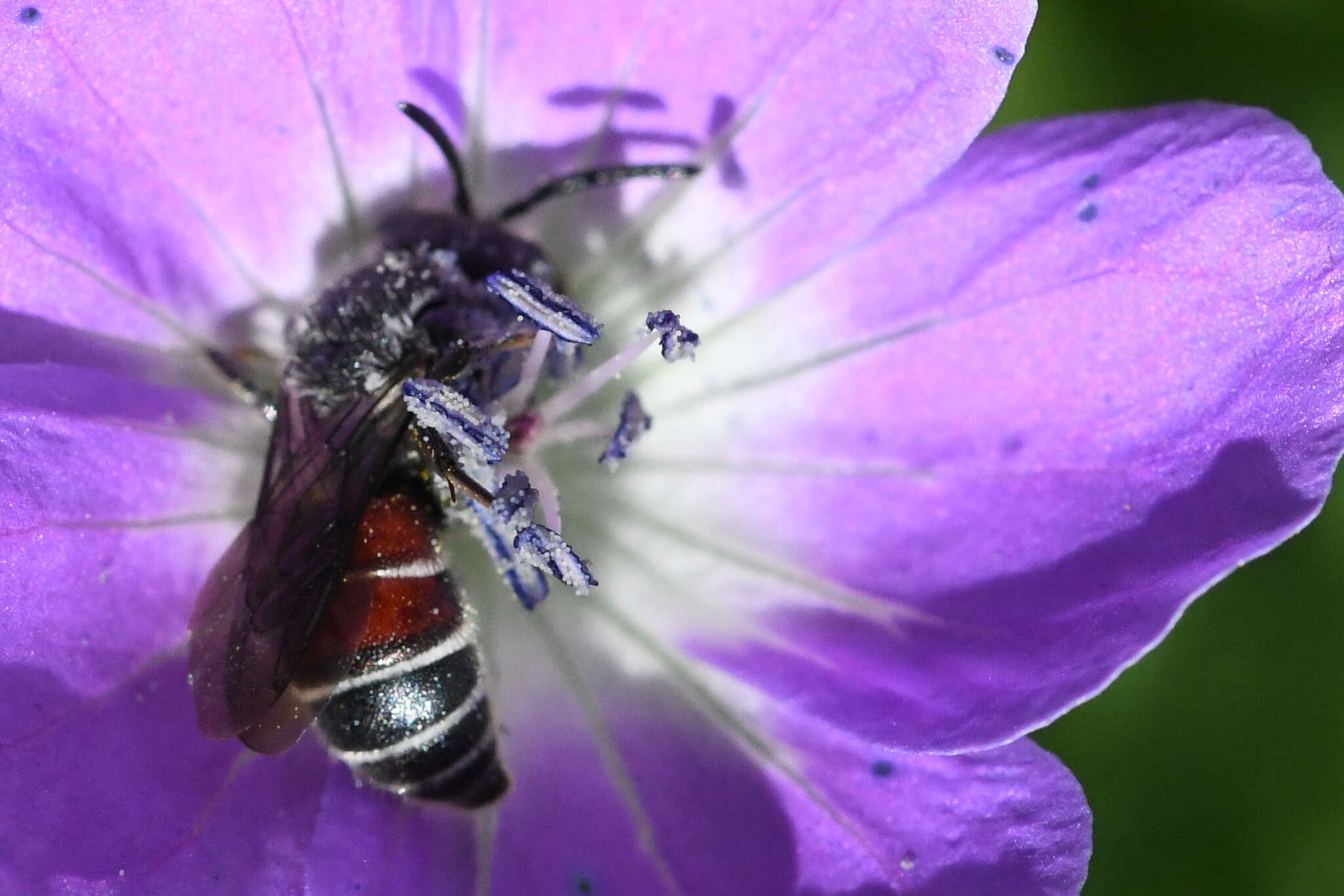 Image of Dioxys cinctus (Jurine 1807)