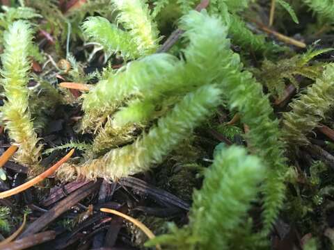 Image of robust rhytidiopsis moss