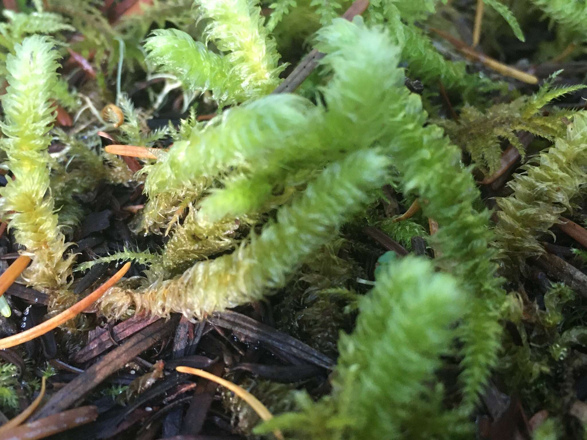 Image of robust rhytidiopsis moss