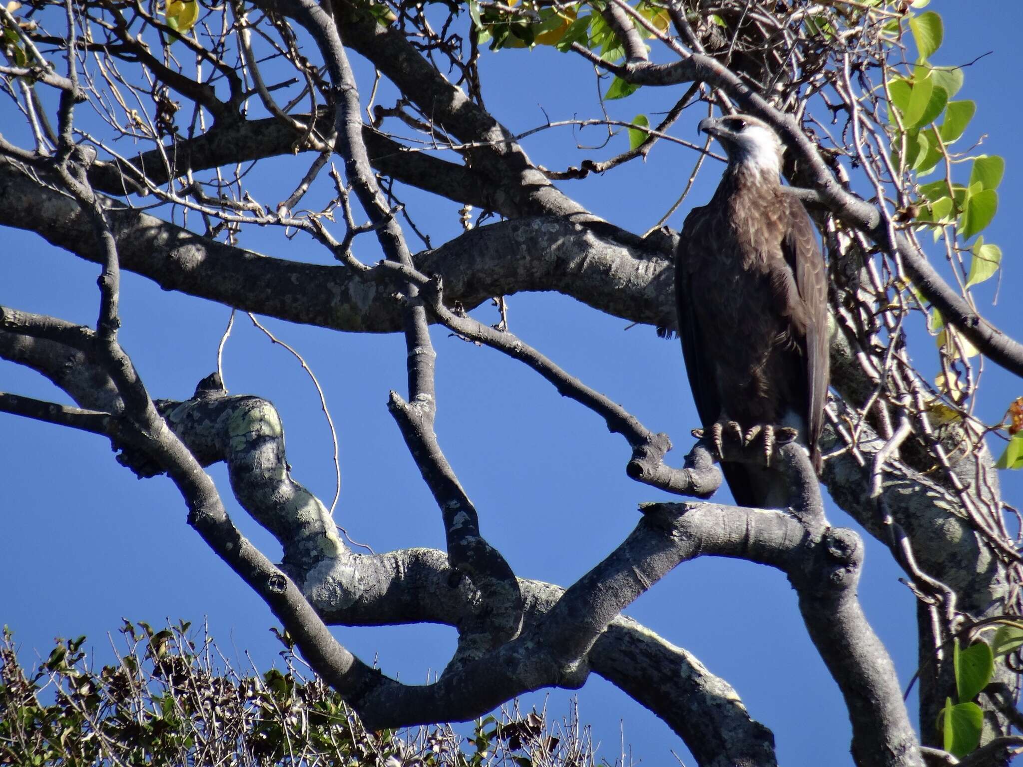 Haliaeetus vociferoides Des Murs 1845 resmi