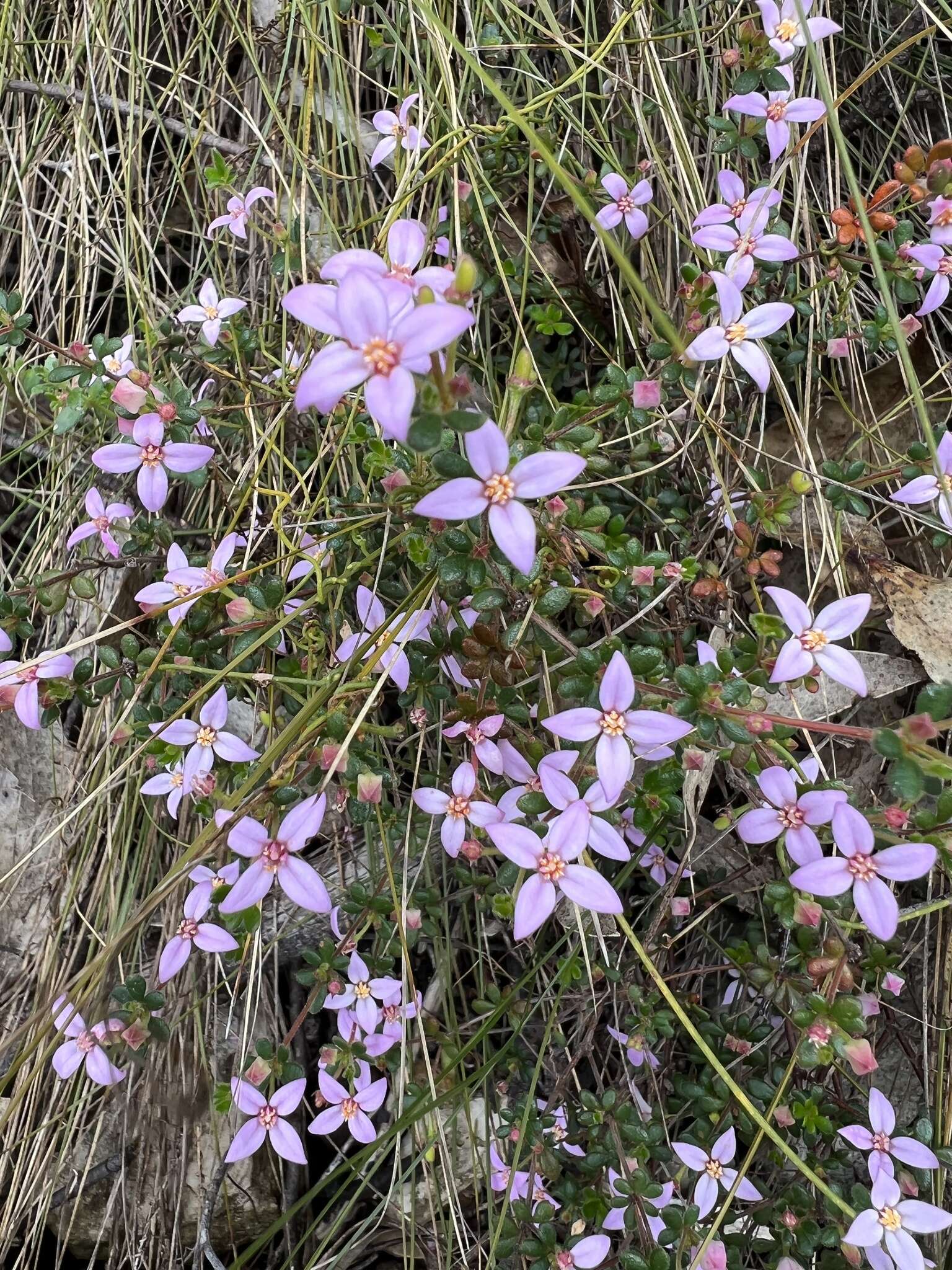 Image of island boronia