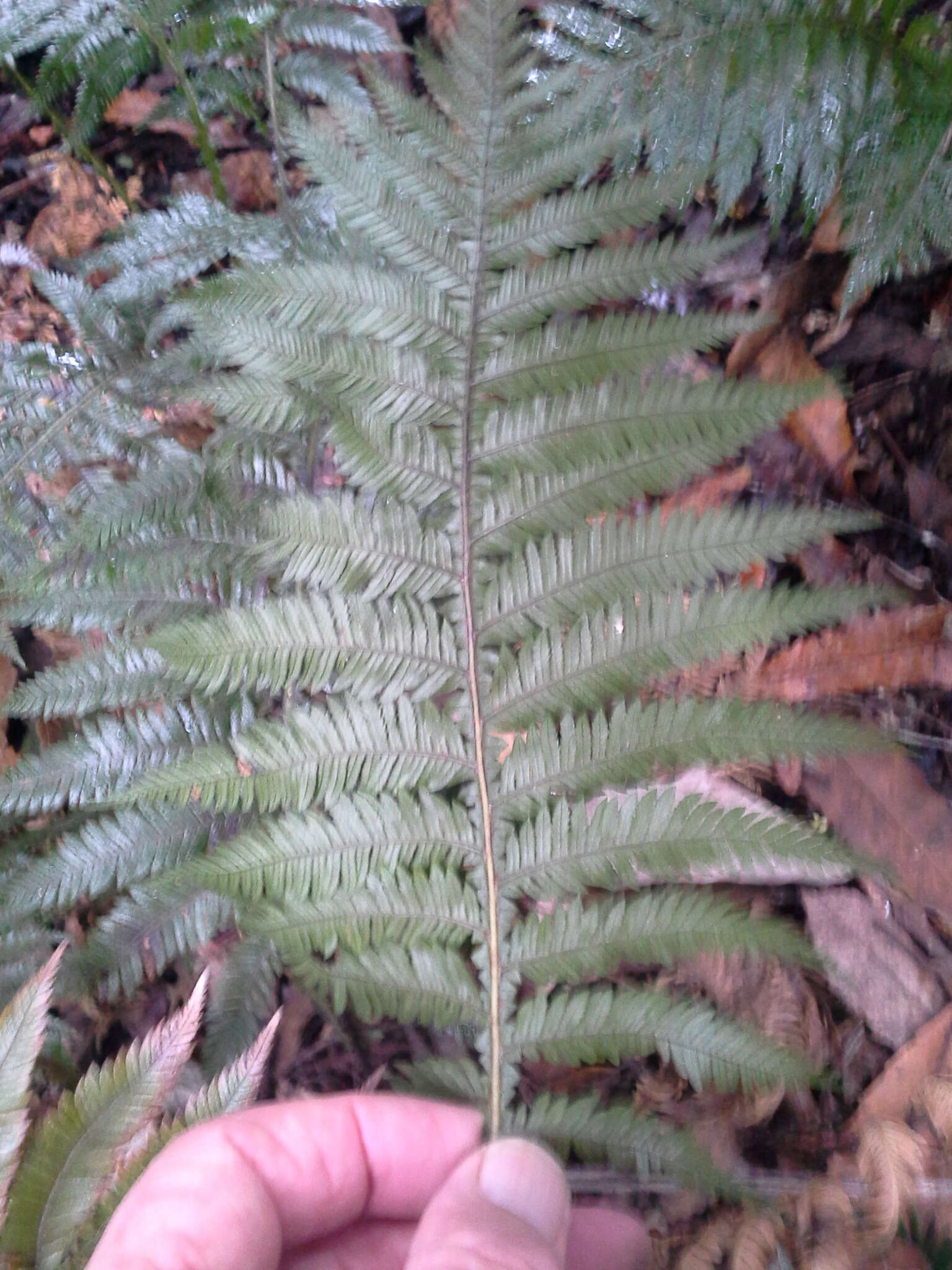 Image of Diploblechnum fraseri (A. Cunn.) De Vol