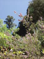 Image of Micromeria herpyllomorpha subsp. herpyllomorpha