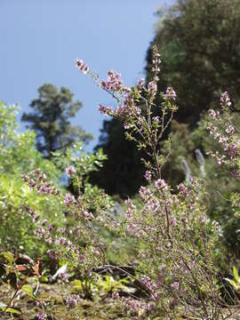 Image of Micromeria herpyllomorpha Webb & Berthel.