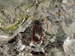 Image of Yellow-margined Leaf Beetle