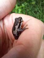 Image of Litoria quiritatus