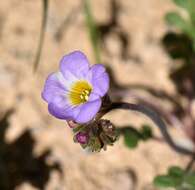 Image of Fremont's phacelia