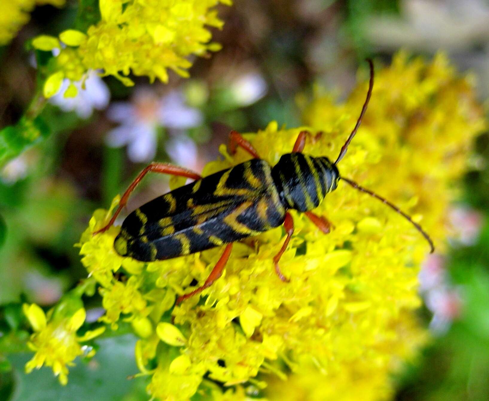 Image of Locust Borer