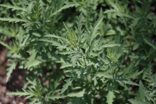 Image of Cuman ragweed