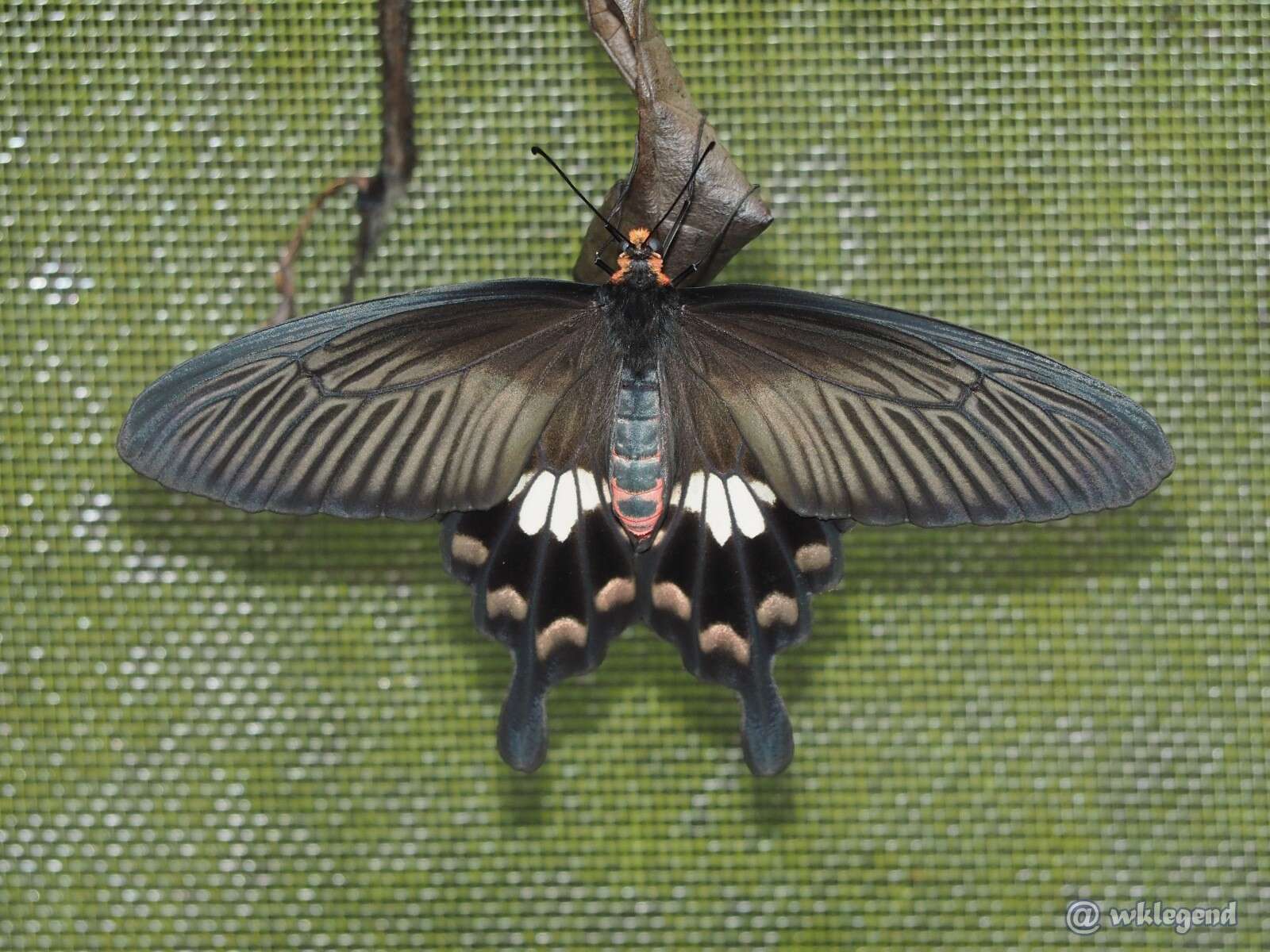 Image of Common Rose Butterfly