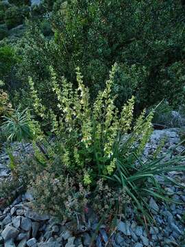 Image of yellow germander