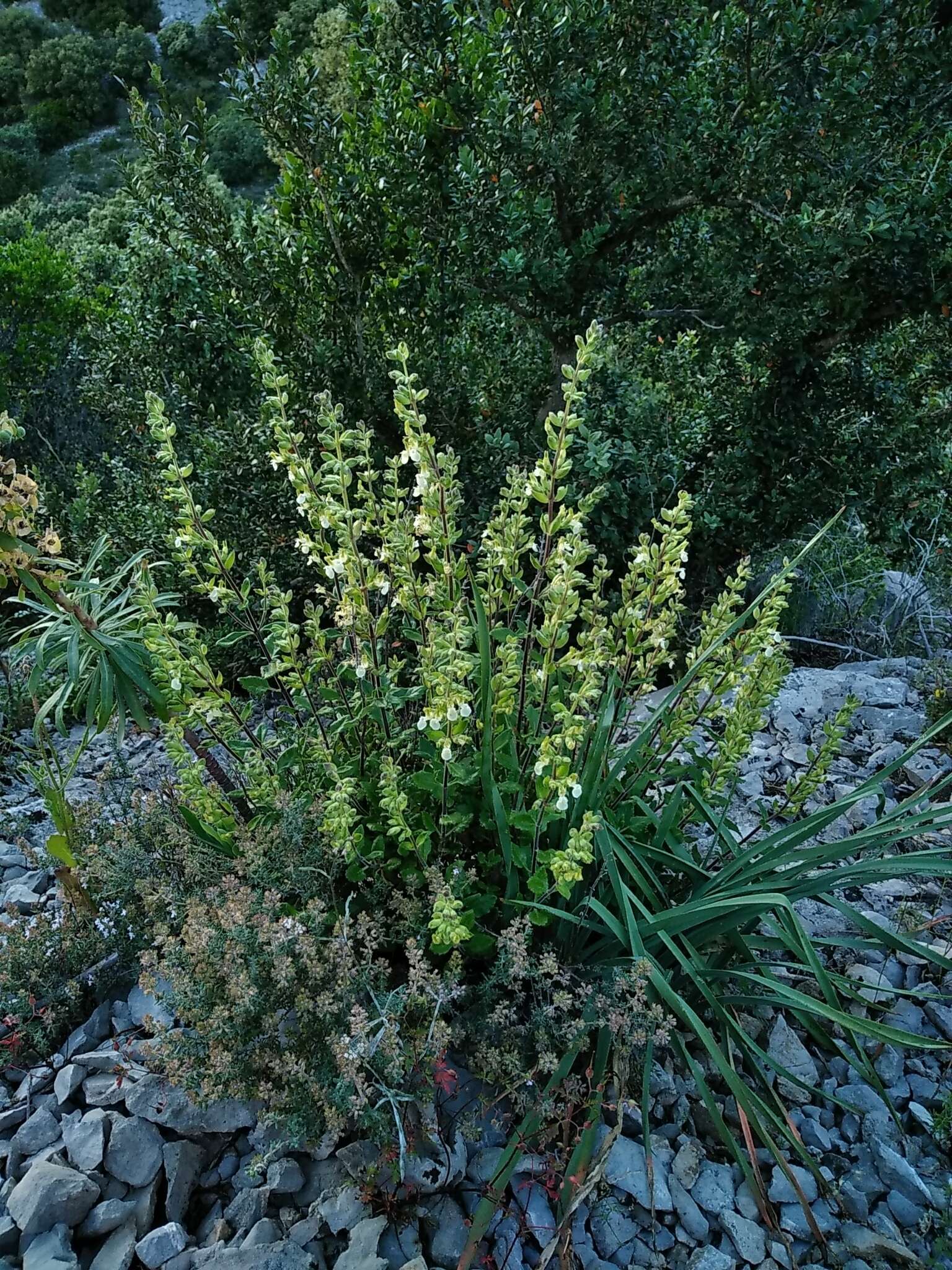 Image of yellow germander